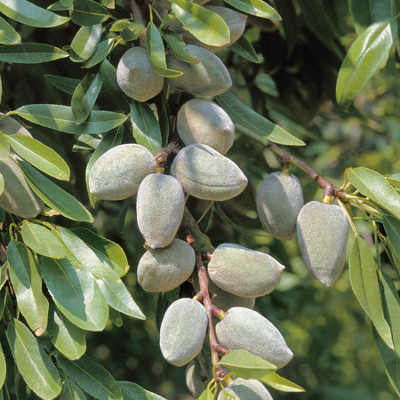 Almond Nut Tree