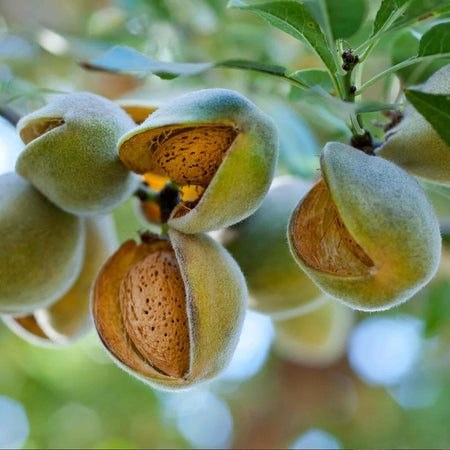 Almond Nut Tree