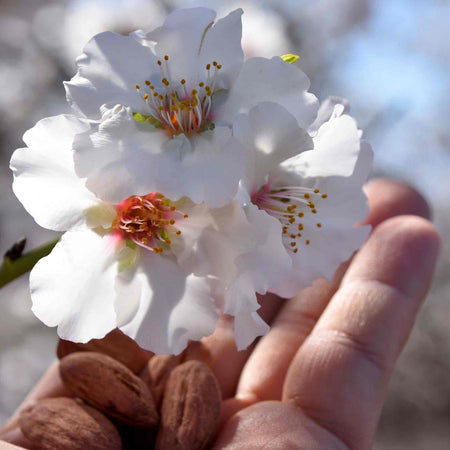 Almond Nut Tree