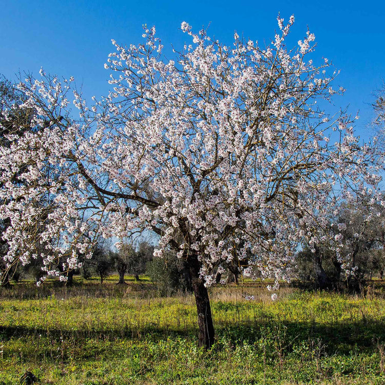 Almond Nut Tree