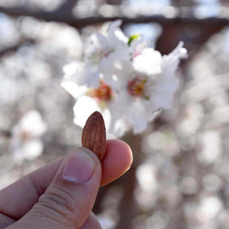 Almond Nut Tree