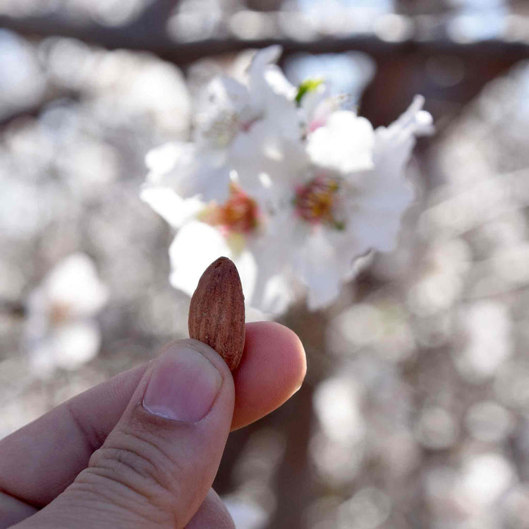 Almond Nut Tree