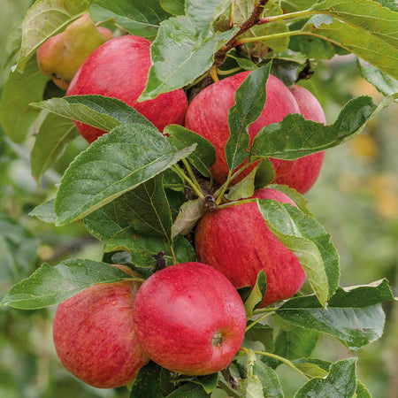 Apple 'Gala'