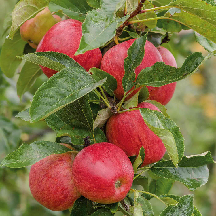 Apple 'Gala'