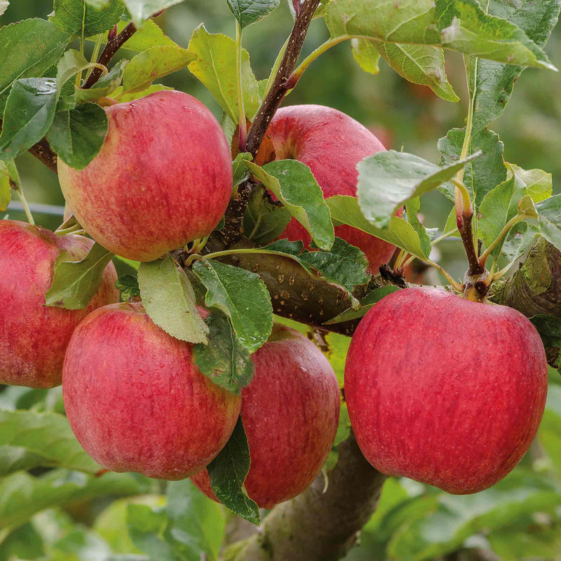 Apple 'Gala'
