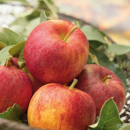 Apple 'Gala'