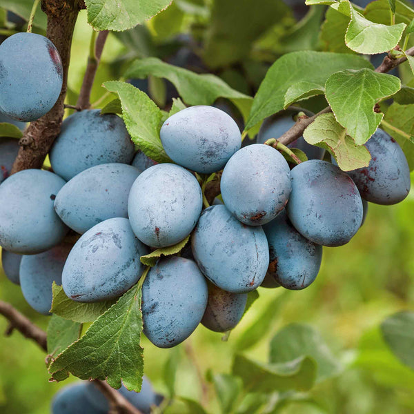 Plum 'Shropshire Prune Damson'