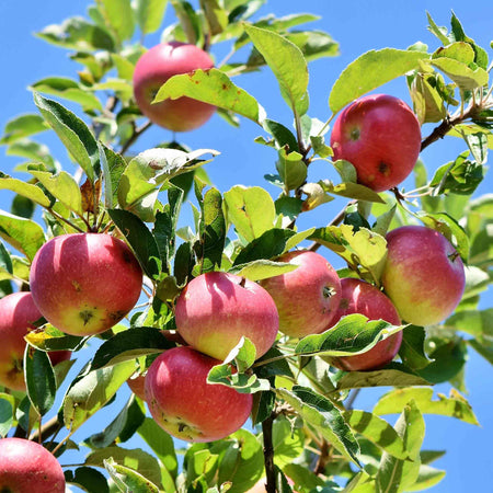 Apple 'Family'