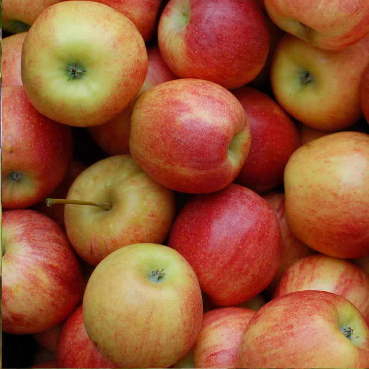 Apple 'Laxton's Superb'