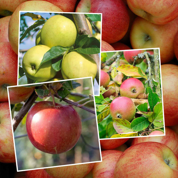 Apple 'Family'