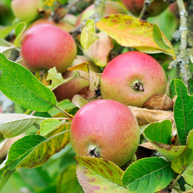 Apple 'Family'