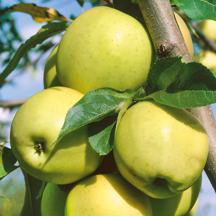 Apple 'Greensleeves'