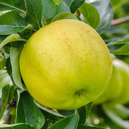 Apple 'Greensleeves'