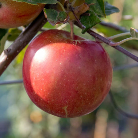 Apple 'Family'