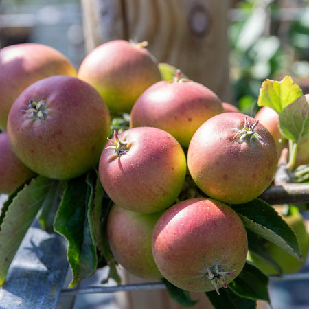 Apple 'Fiesta'
