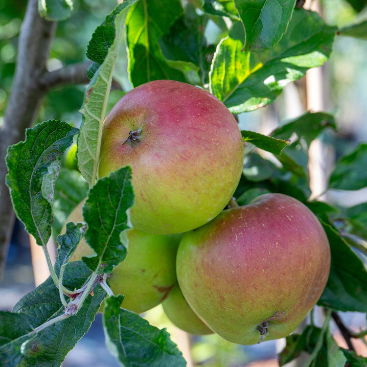 Apple 'Fiesta'