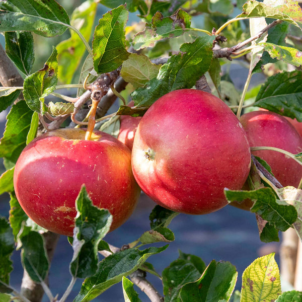 Apple 'Fiesta'