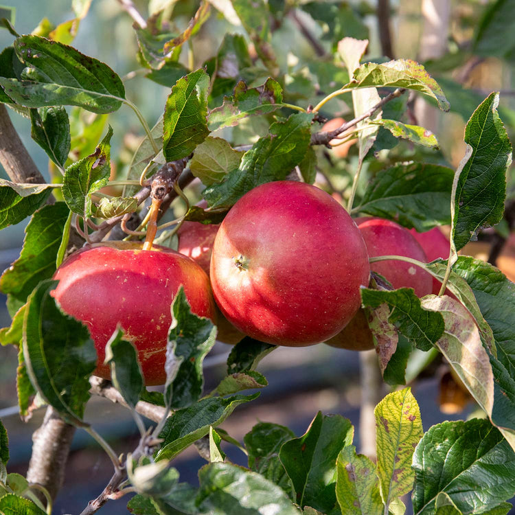 Apple 'Fiesta'