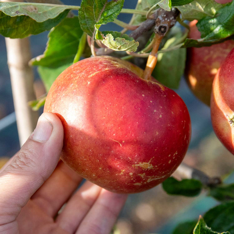 Apple 'Fiesta'