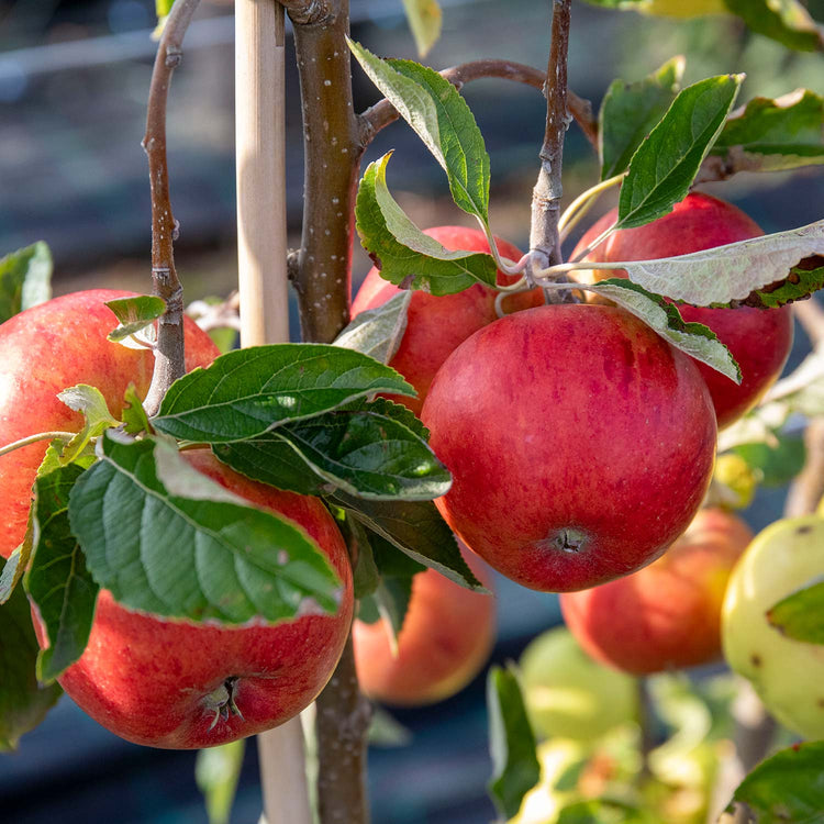 Apple 'Fiesta'
