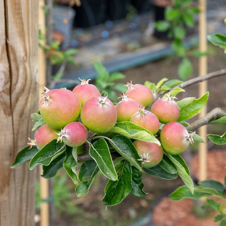 Apple 'Fiesta'