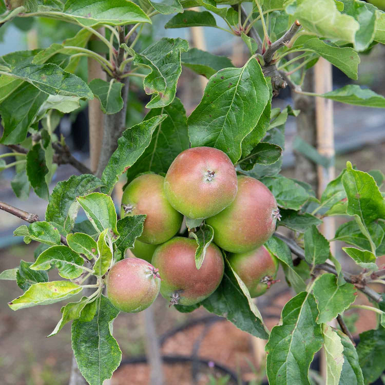 Apple 'Fiesta'