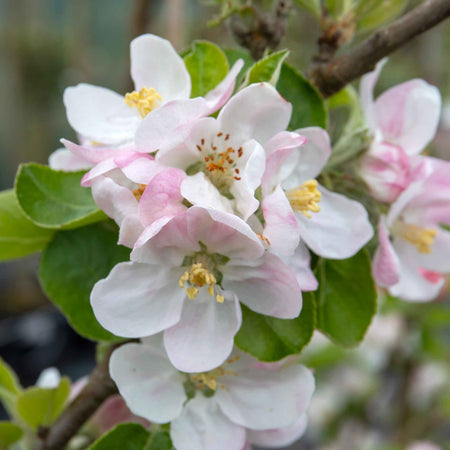 Apple 'Grenadier'