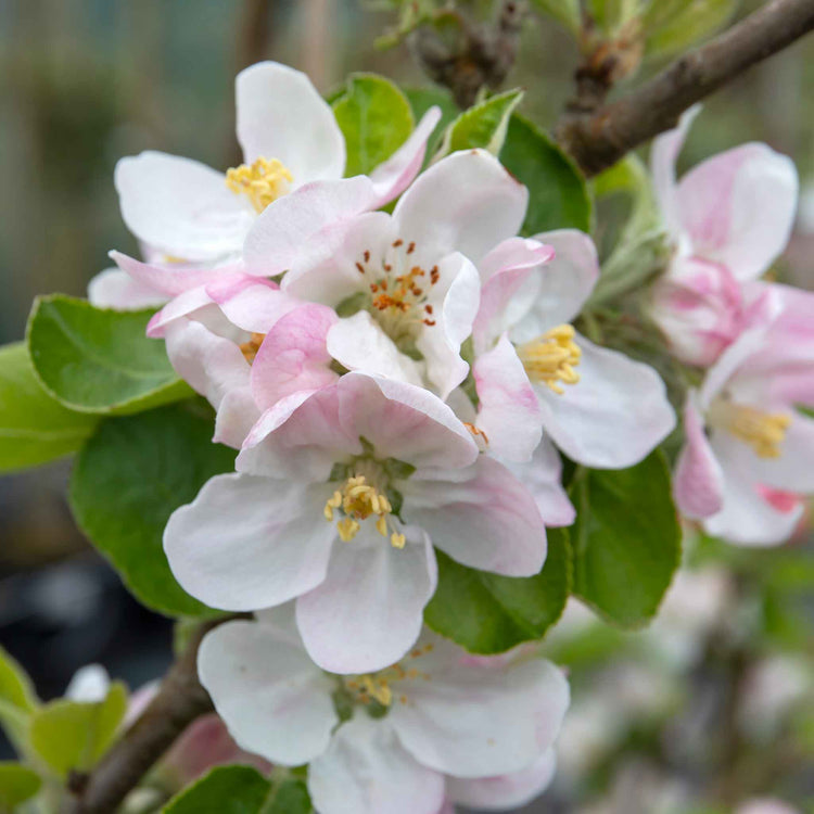 Apple 'Grenadier'