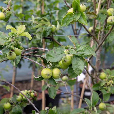 Apple 'Grenadier'