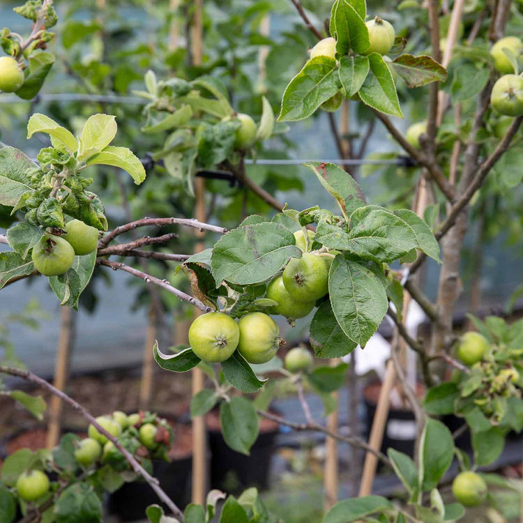 Apple 'Grenadier'