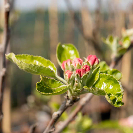 Apple 'Grenadier'