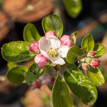 Apple 'Grenadier'