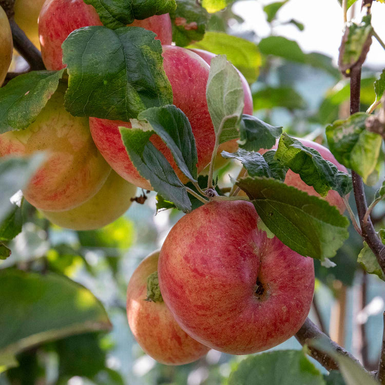 Apple 'Little Pax'