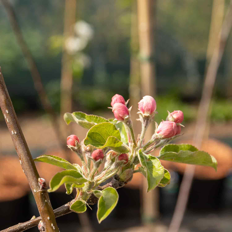 Apple 'Little Pax'