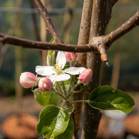 Apple 'Little Pax'