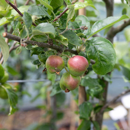 Apple 'Little Pax'