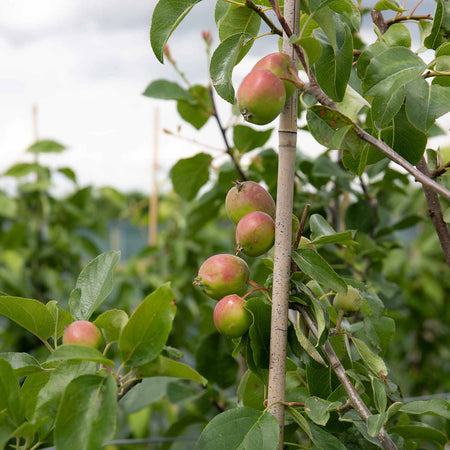 Apple 'Little Pax'