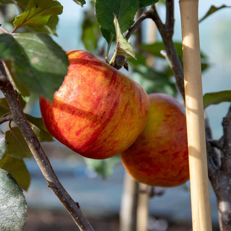 Apple 'Pixie'