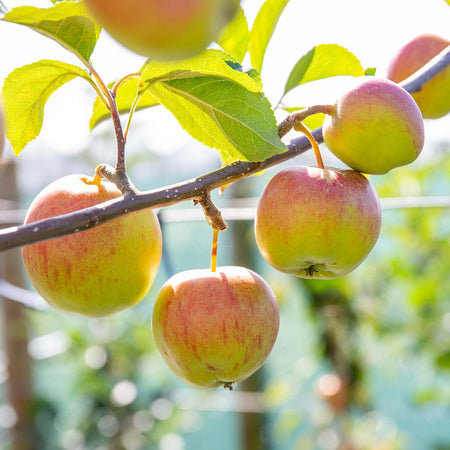 Apple 'Worcester Pearmain'
