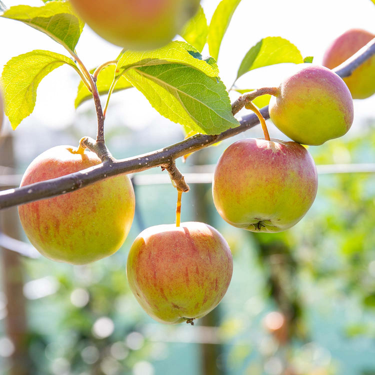 Apple 'Worcester Pearmain'