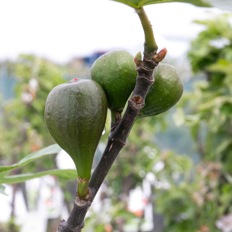 Fig 'Little Miss Figgy'