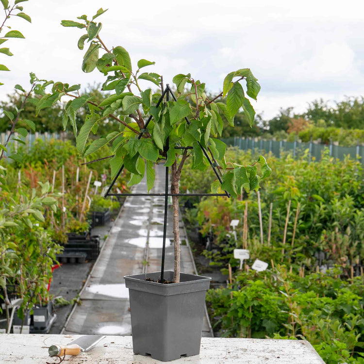 Patio Cherry 'Van'