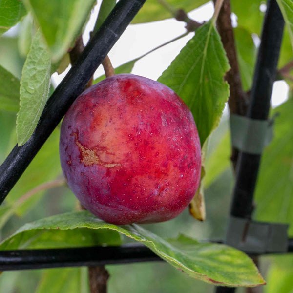 Patio Plum 'Opal'