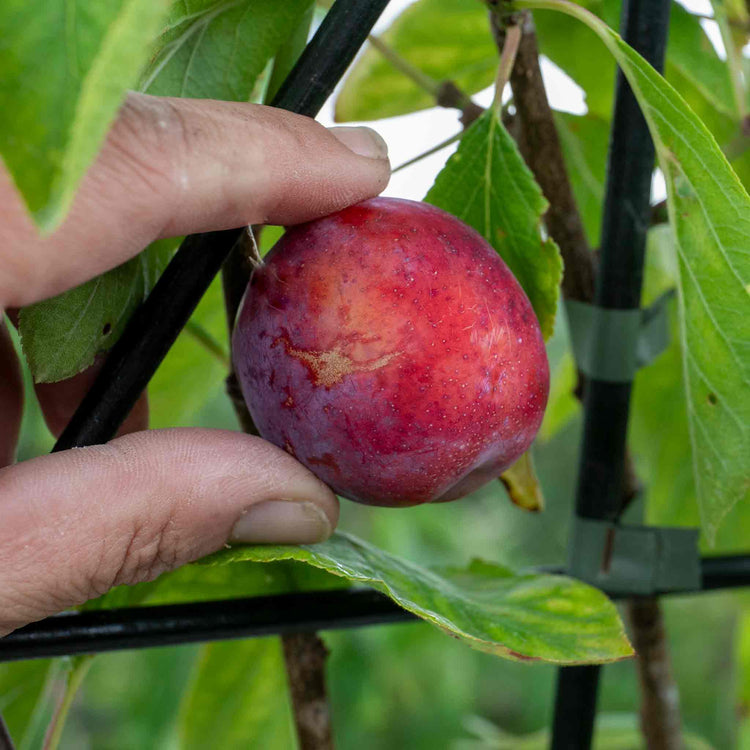 Patio Plum 'Opal'