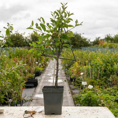 Patio Apple 'Golden Delicious'
