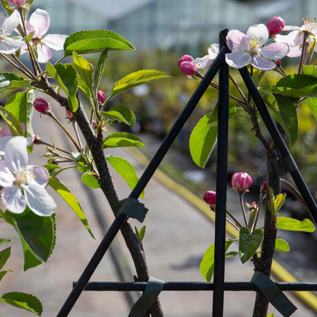 Patio Apple 'Golden Delicious'