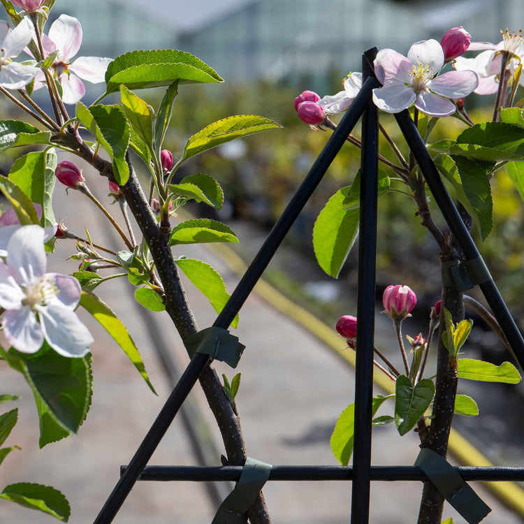 Patio Apple 'Golden Delicious'