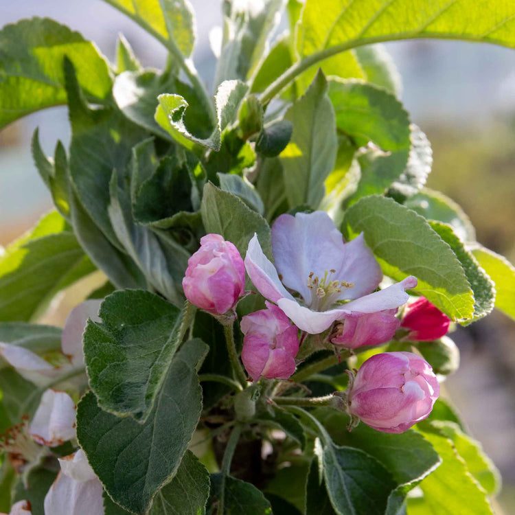 Apple 'Green Sensation'
