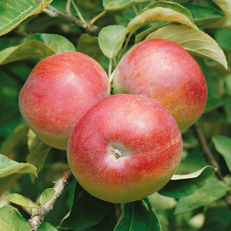 Apple 'Mcintosh'