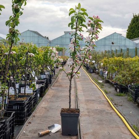 Crab Apple 'Golden Hornet'